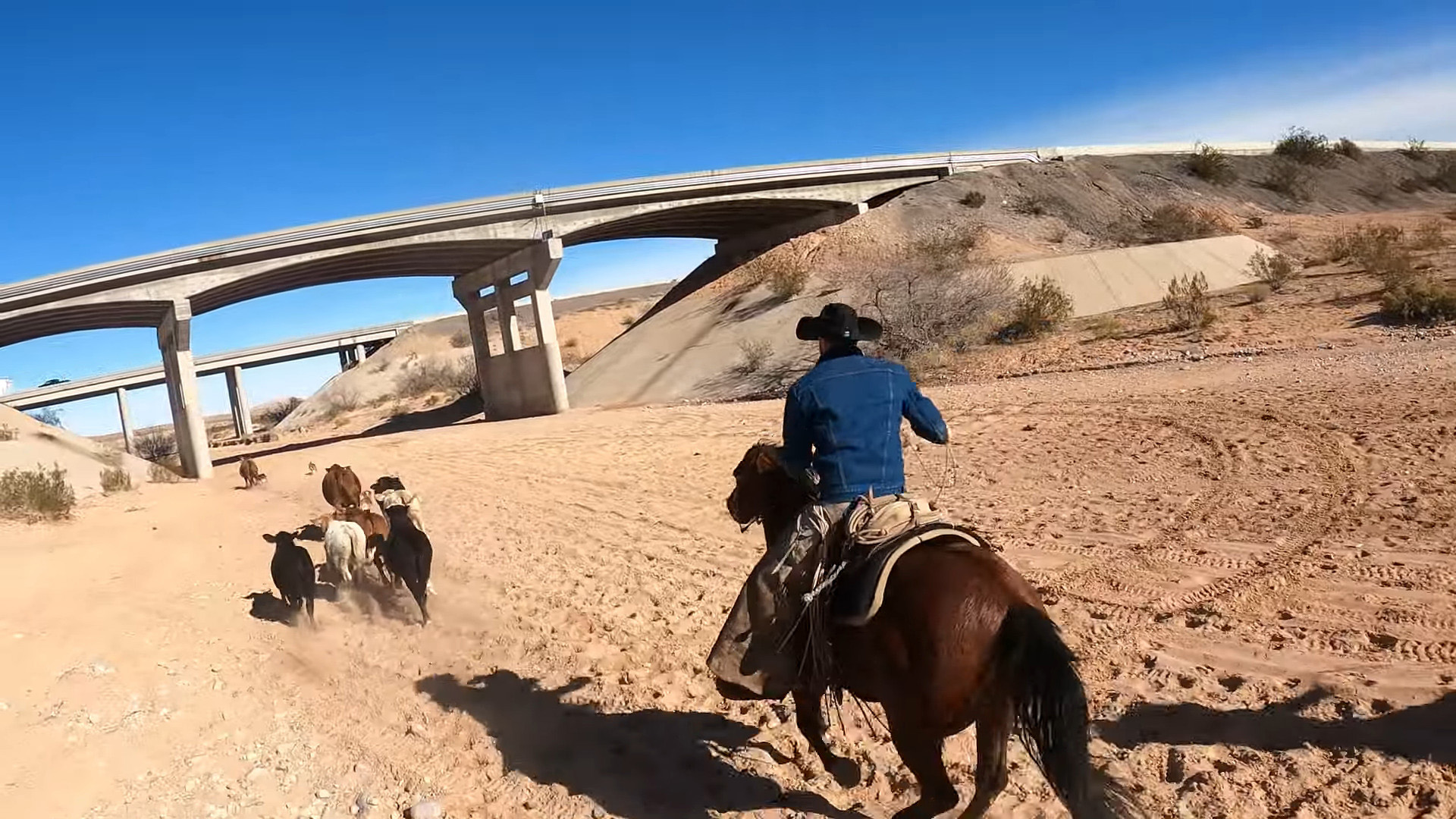 Screenshot of a video shared on YouTube by Arden Bundy in mid-February, one of several showing members of his family rounding up stray cows. Screenshot of a video shared on YouTube by Arden Bundy in mid-February, one of several showing members of his family rounding up stray cows.