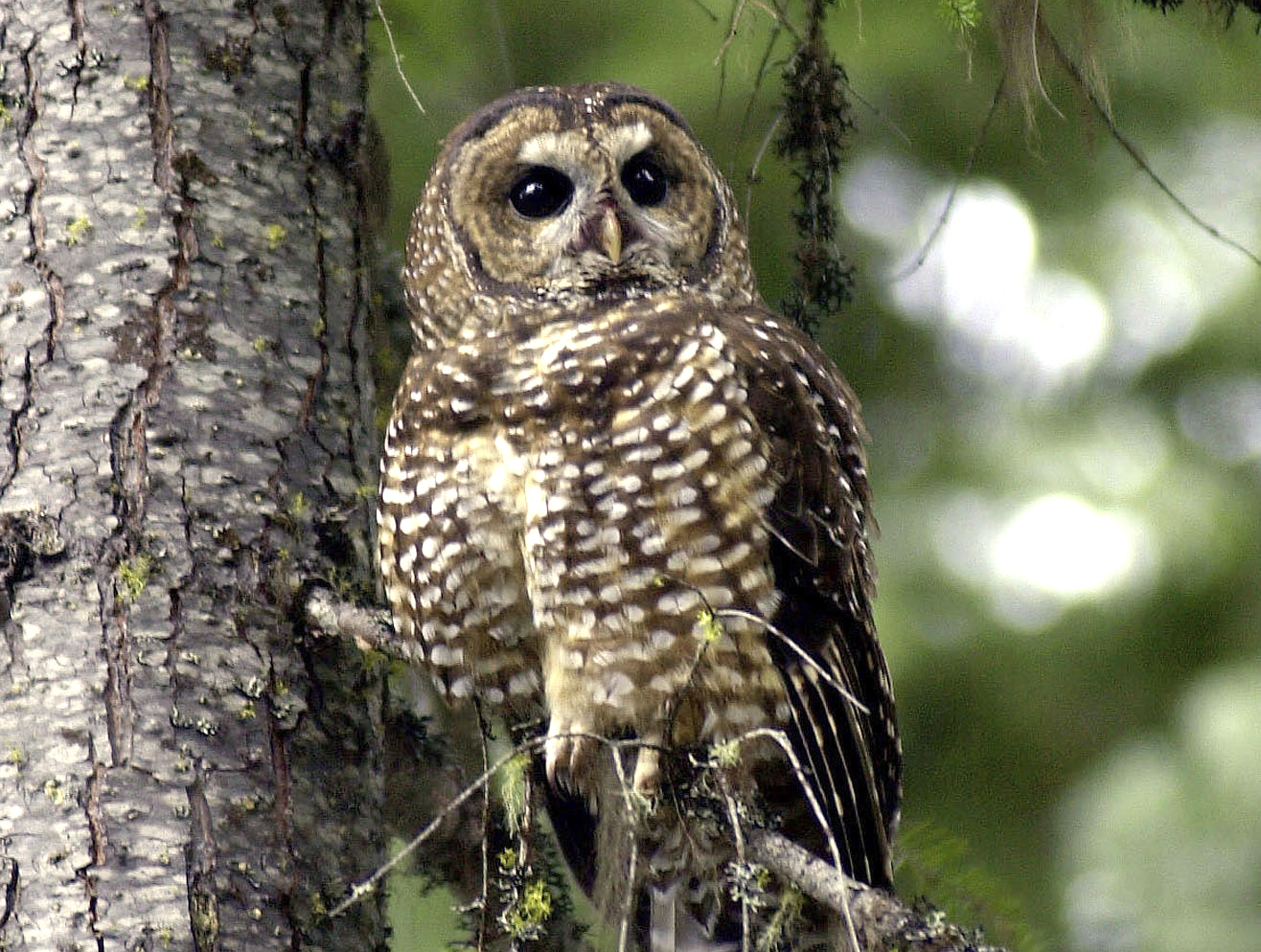 Northern spotted owl Northern spotted owl